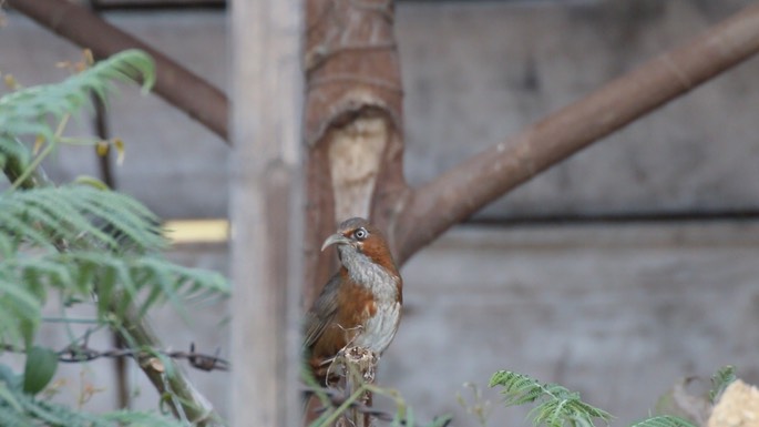Scimitar-Babbler, Rusty-cheeked