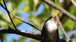 Scimitar-Babbler, White-browed 6