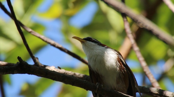 Scimitar-Babbler, White-browed 5