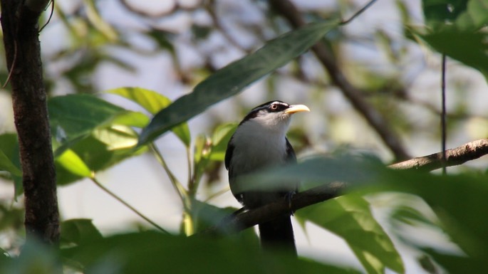 Scimitar-Babbler, White-browed 2