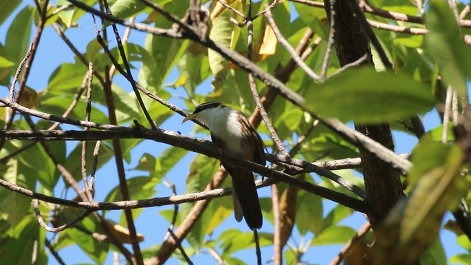 Scimitar-Babbler, White-browed 7