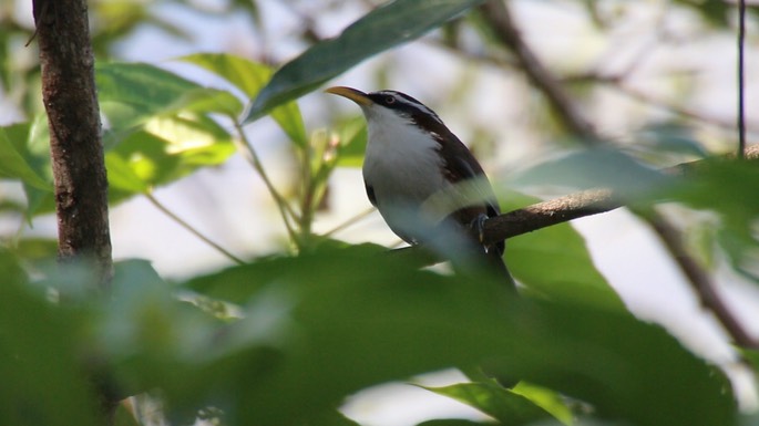Scimitar-Babbler, White-browed 3