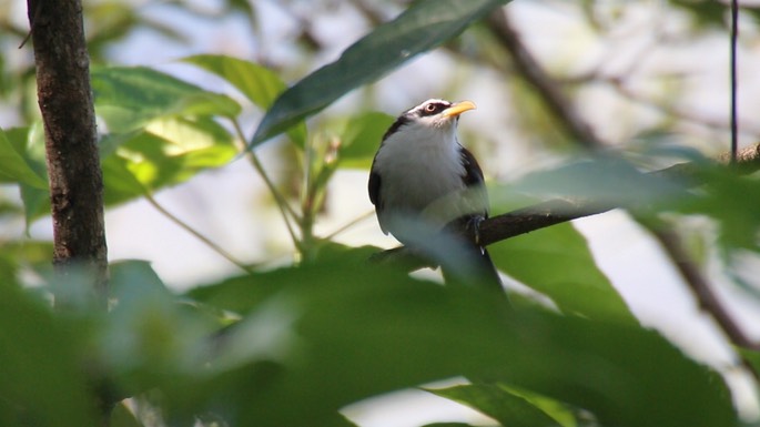 Scimitar-Babbler, White-browed 4