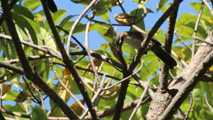 Scimitar-Babbler, White-browed
