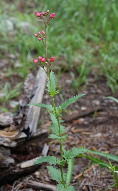 Scrophularia macrantha, New Mexico Figwort, Railroad Canyon, July 23, 2017
