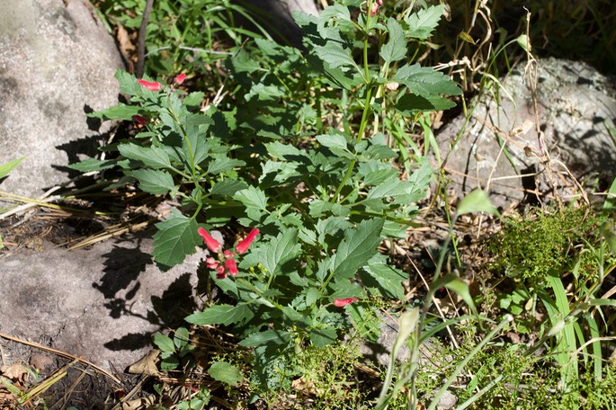 Scrophularia macrantha, New Mexico Figwort, Railroad Canyon3