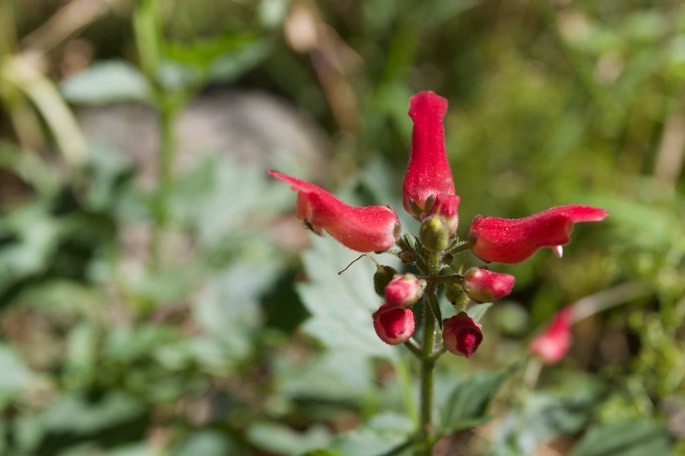 Scrophularia macrantha, New Mexico Figwort, Railroad Canyon2