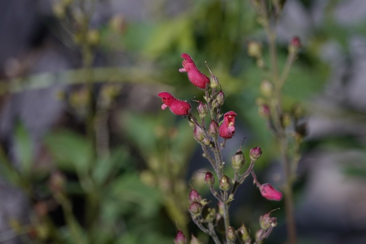 Scrophularia macrantha, New Mexico Figwort2