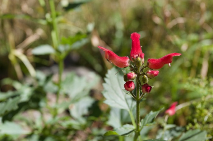 Scrophularia macrantha, New Mexico Figwort, Railroad Canyon1