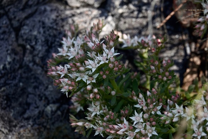 Sedum cockerellii, Cockerell's Stonecrop2