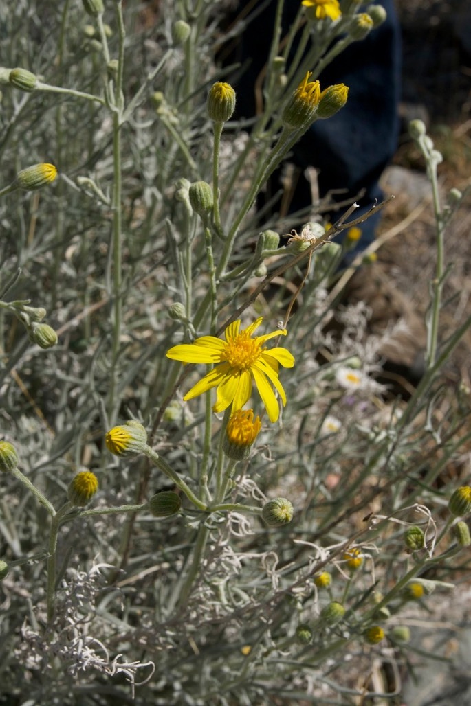 Senecio flaccidus2