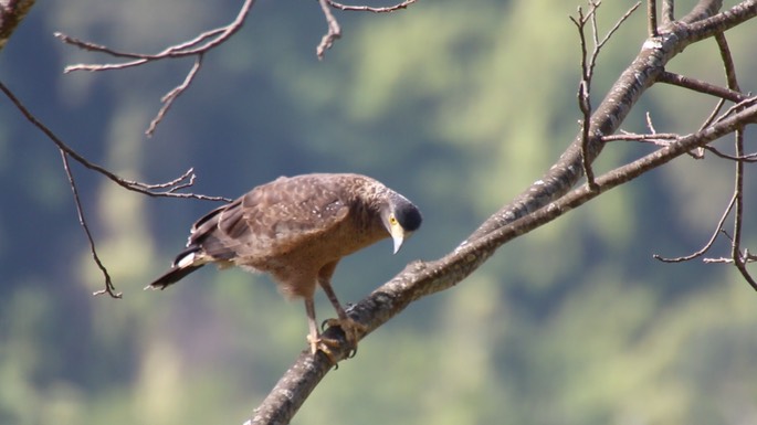 Serpent-Eagle, Crested 12