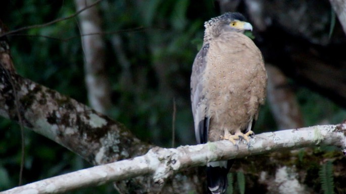 Serpent-Eagle, Crested 1