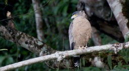 Serpent-Eagle, Crested 2