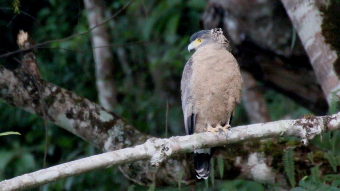 Serpent-Eagle, Crested 2