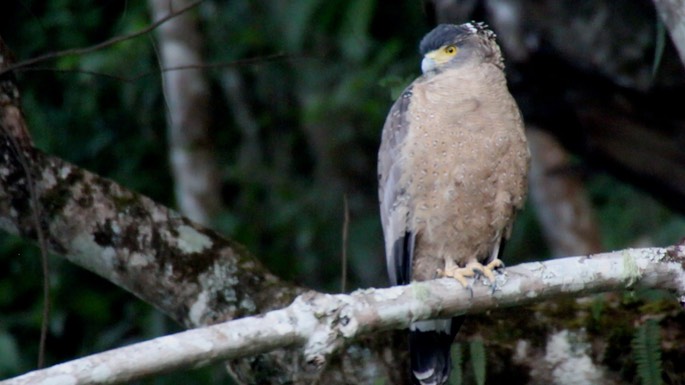 Serpent-Eagle, Crested 3