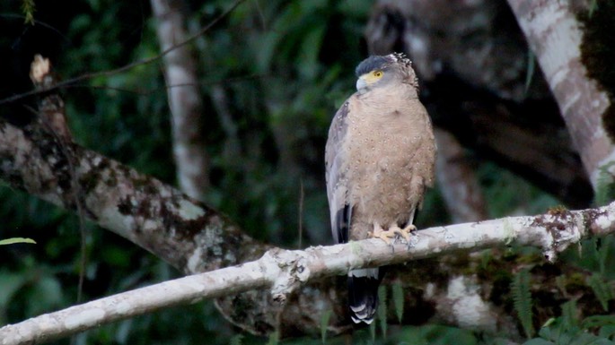 Serpent-Eagle, Crested_1