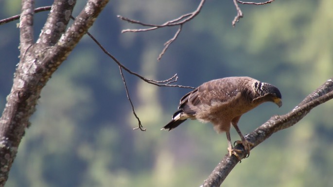 Serpent-Eagle, Crested