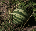 shapeimage_2