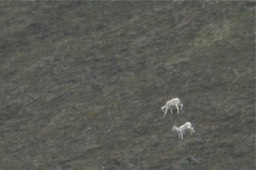 Sheep, Dall's 1