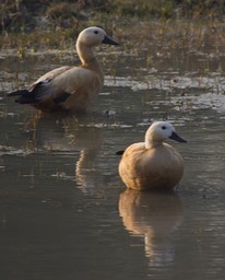 Shelduck, Common Tadorna tadorna