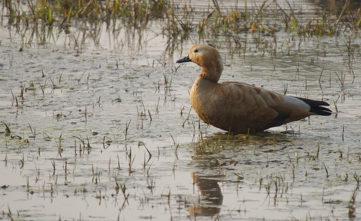 Shelduck, Common Tadorna tadorna k1