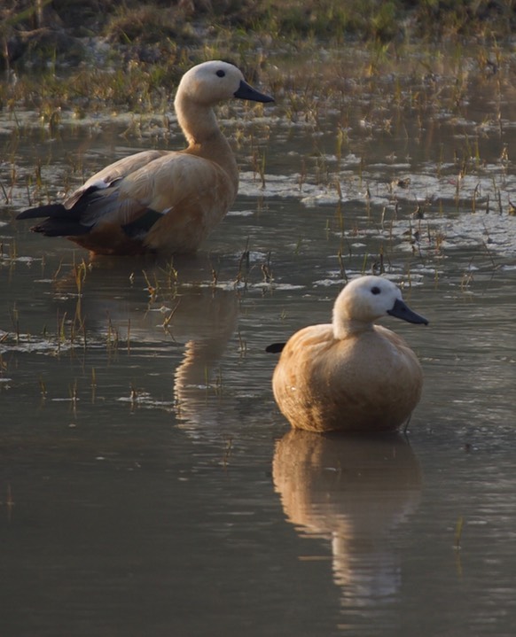 Shelduck, Common Tadorna tadorna