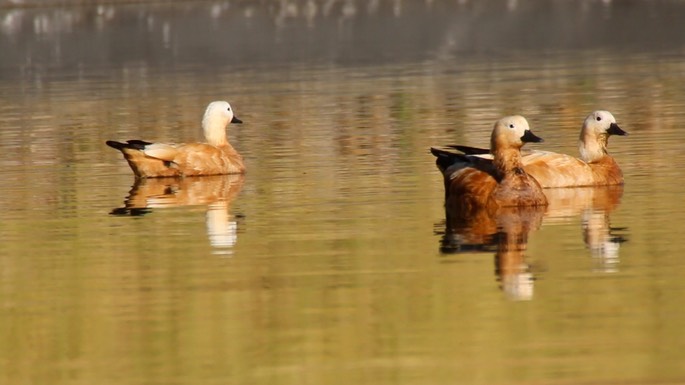 Shelduck, Ruddy 1