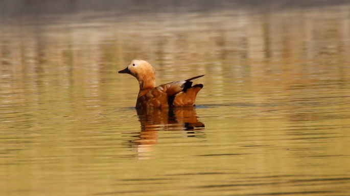 Shelduck, Ruddy 3