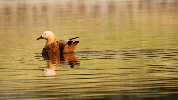 Shelduck, Ruddy 4