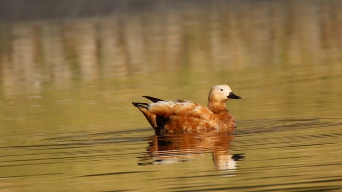 Shelduck, Ruddy 5