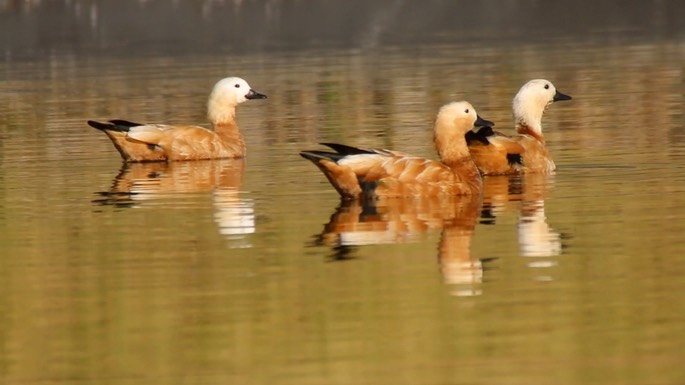 Shelduck, Ruddy