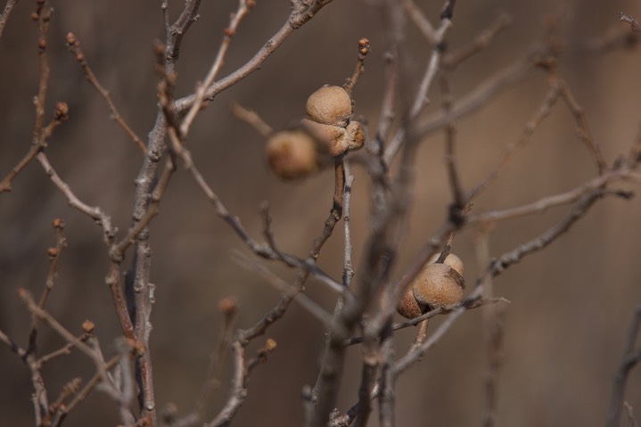 Shinnery oak (Quercus havardii)3