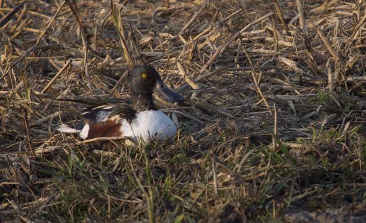 Shoveler, Northern. Anas clypeata