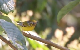 Shrike-Babbler, Black-eared