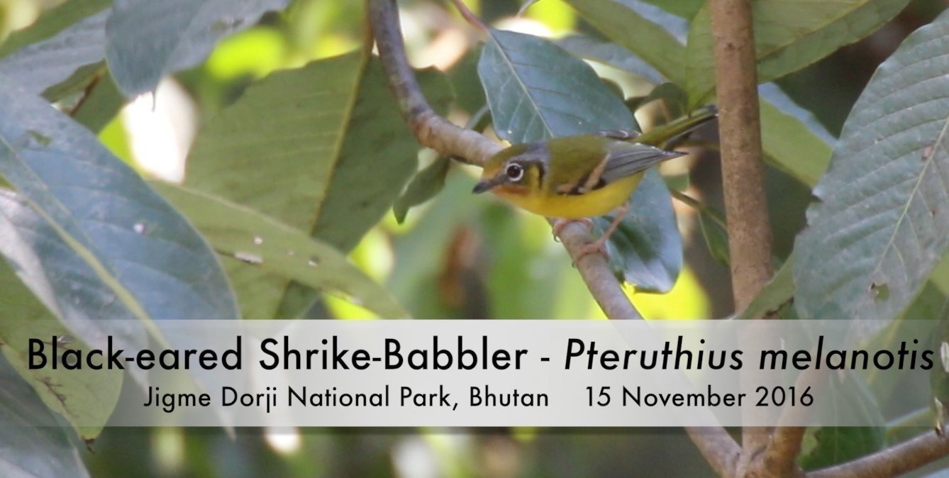 Shrike-Babbler, Black-eared 1