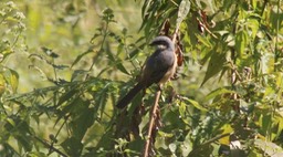 Shrike, Grey-backed 1