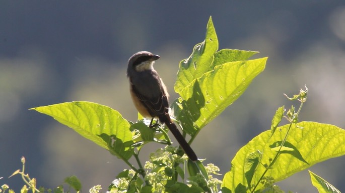Shrike, Grey-backed 2