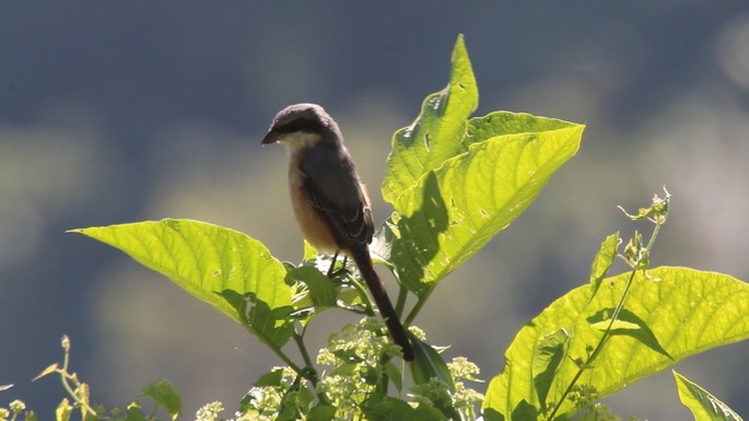 Shrike, Grey-backed