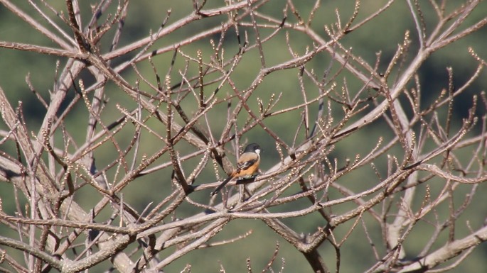 Shrike, Long-tailed 2