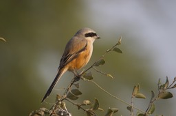 Shrike, Long-tailed. Lanius schach k1