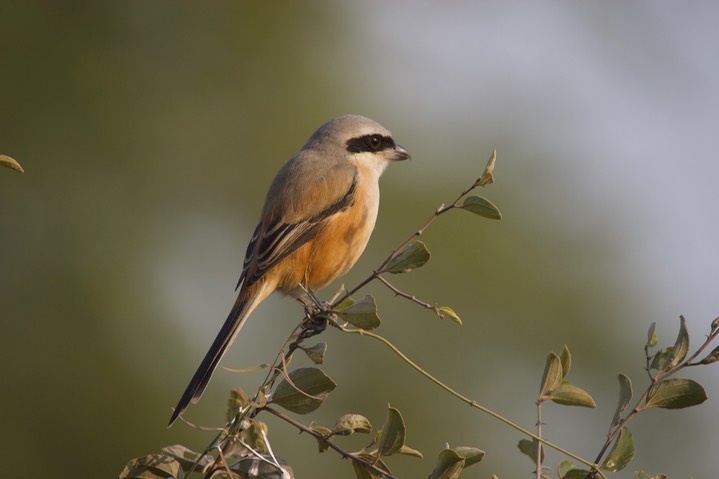 Shrike, Long-tailed. Lanius schach k1