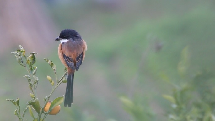 Shrike, Long-tailed