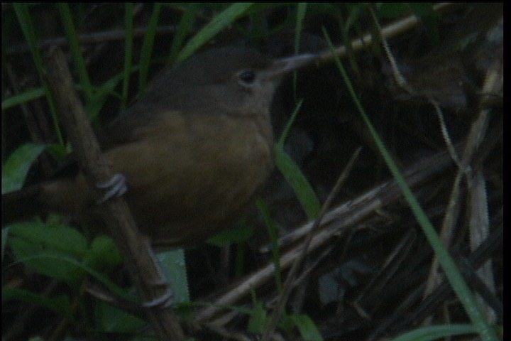 Shrike-Thrush, Bower's 2