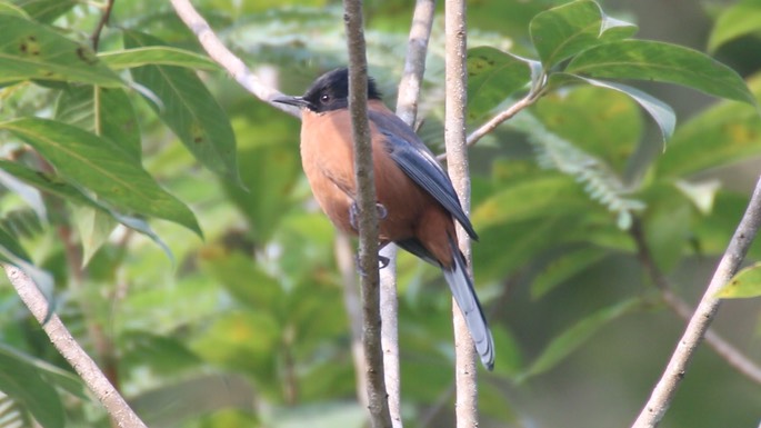 Sibia, Rufous 1