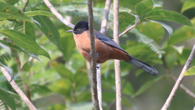 Sibia, Rufous 2