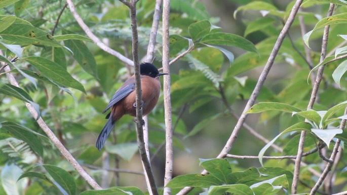 Sibia, Rufous 4