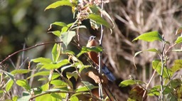 Sibia, Rufous