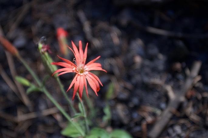 Silene lacinata20