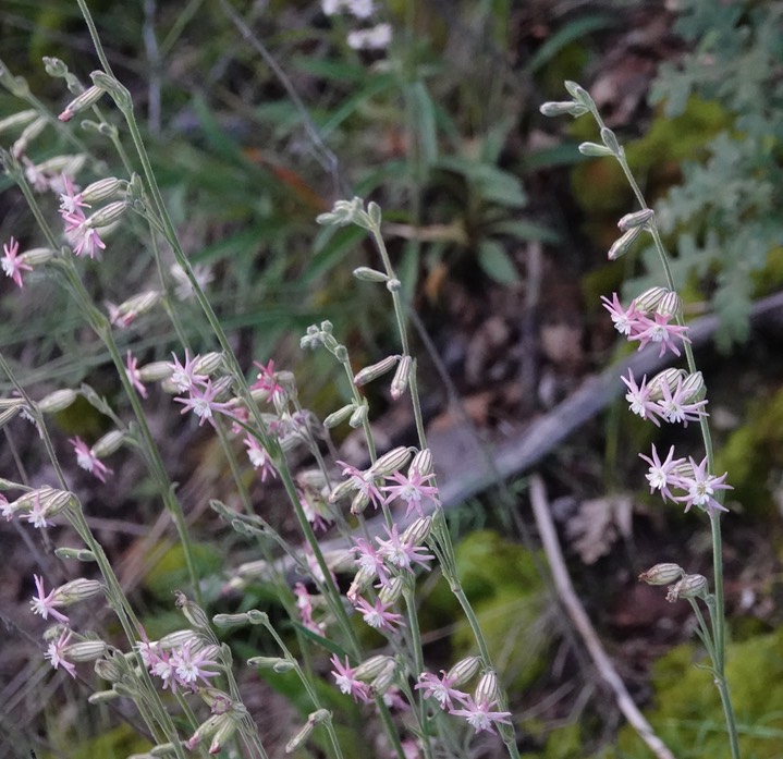 Silene scouleri Hooker (Pringle's Catchfly) (2)